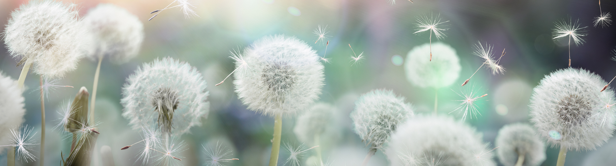 Dandelions in fields